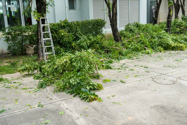 Best Tree Trimming and Pruning  in Camp Barrett, VA